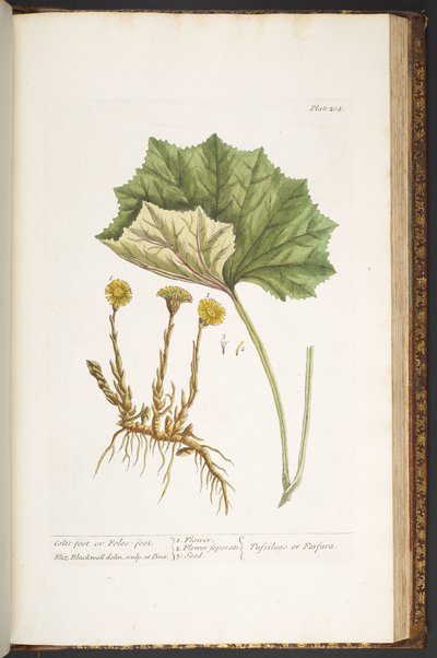 Plate 204, from 