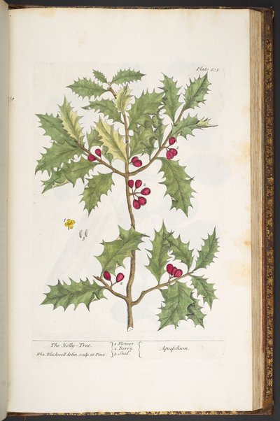 Plate 205, from 