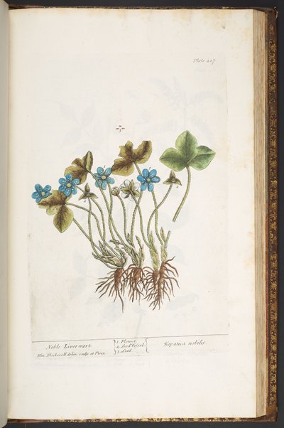 Plate 207, from 