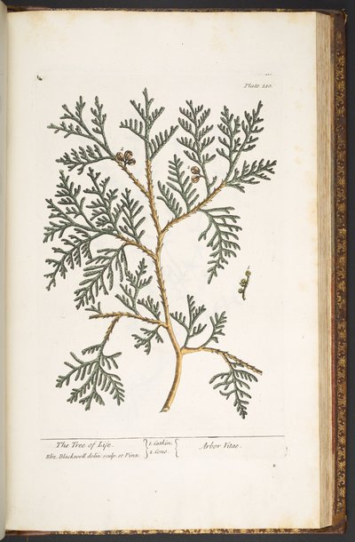 Plate 210, from 
