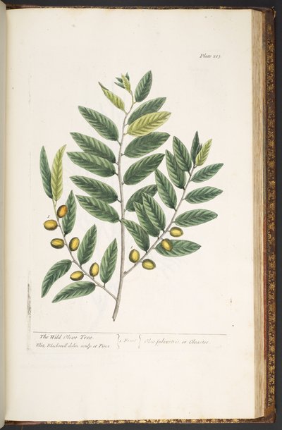 Plate 213, from 