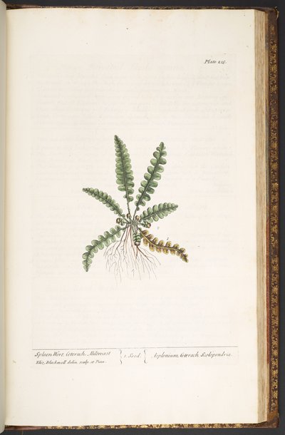 Plate 216, from 