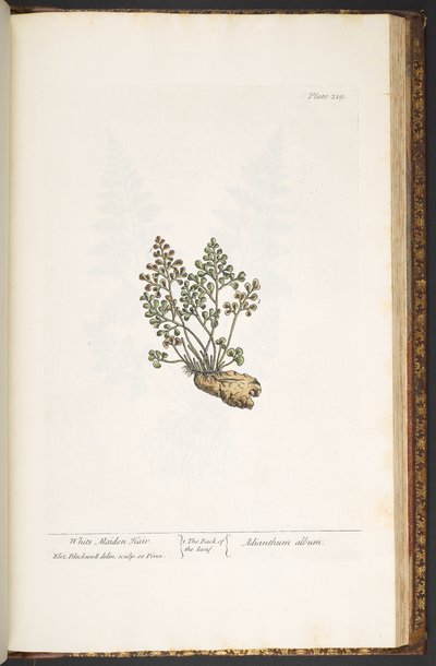 Plate 219, from 