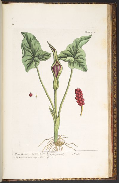 Plate 228, from 