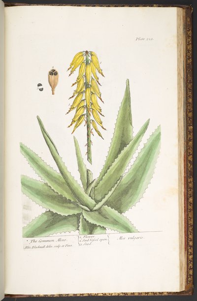 Plate 229, from 