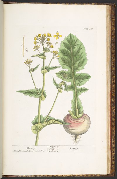Plate 231, from 