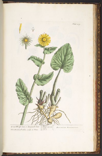 Plate 239, from 