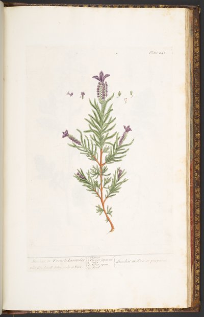 Plate 241, from 