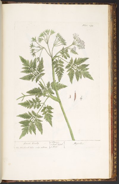 Plate 243, from 