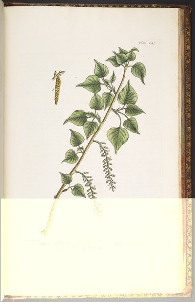 Plate 248, from 