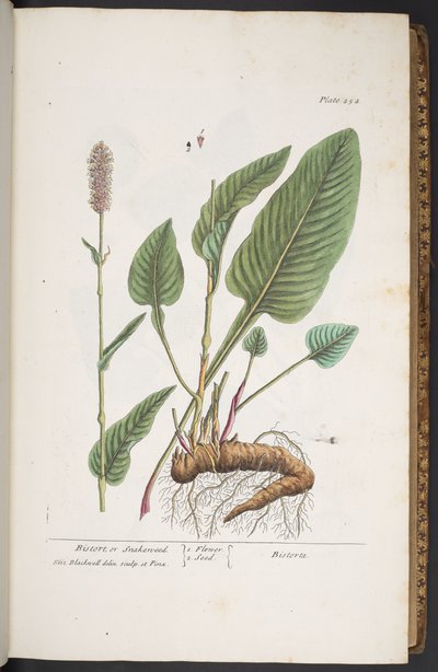 Plate 254, from 
