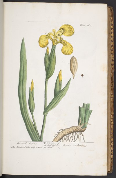 Plate 261, from 