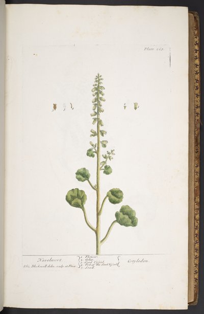 Plate 263, from 