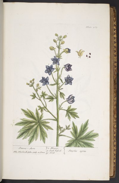 Plate 265, from 