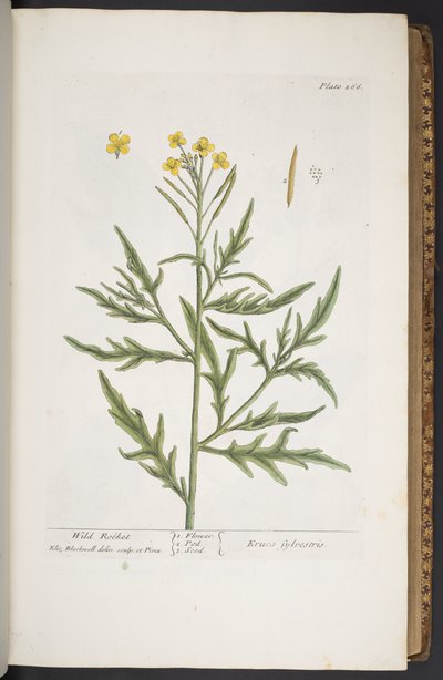 Plate 266, from 