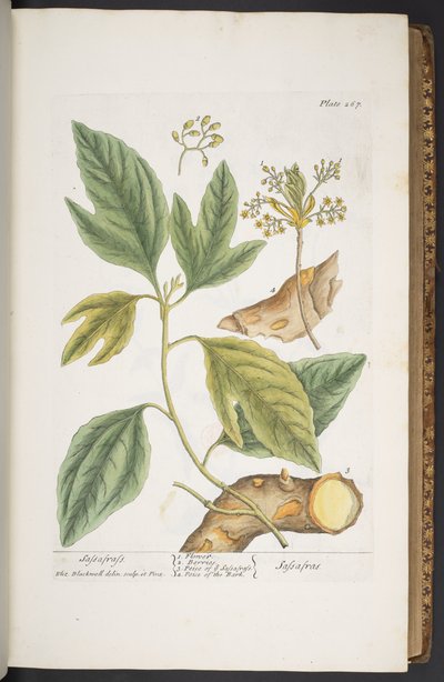 Plate 267, from 