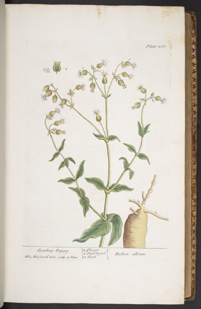 Plate 268, from 