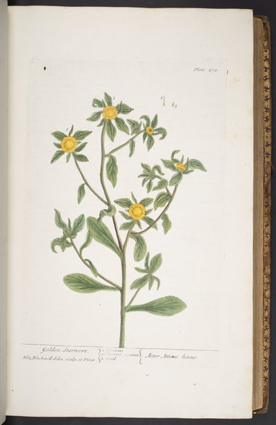 Plate 272, from 