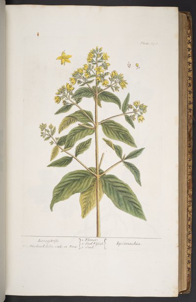Plate 278, from 