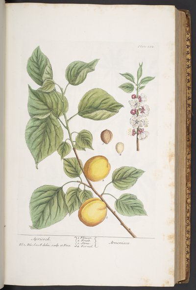 Plate 281, from 