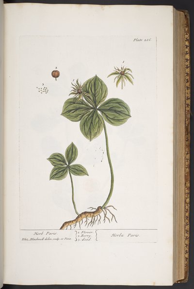 Plate 286, from 