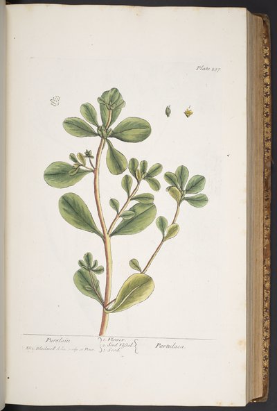 Plate 287, from 