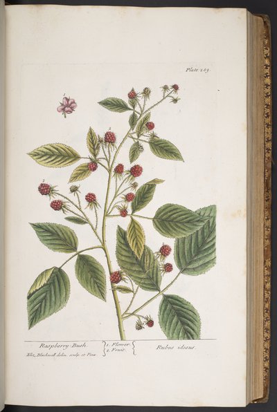 Plate 289, from 