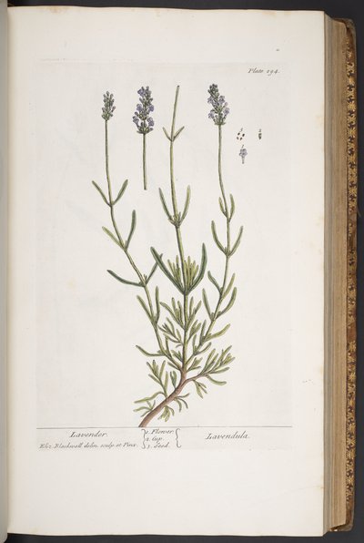 Plate 294, from 