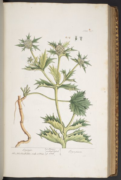 Plate 297, Eryngo, from 