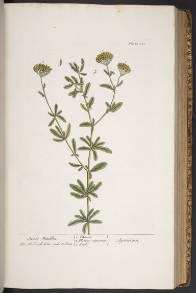 Plate 300, from 
