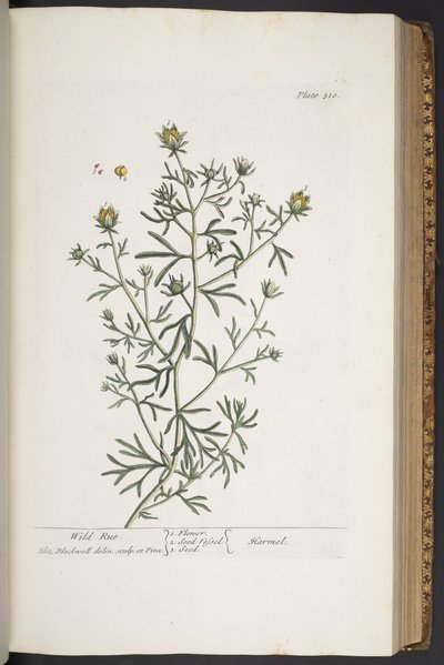 Plate 310, from 