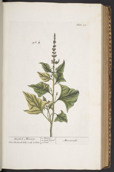 Plate 311, from 