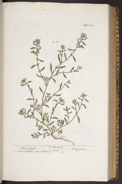 Plate 315, from 