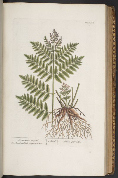 Plate 324, from 