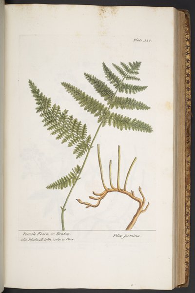 Plate 325, from 