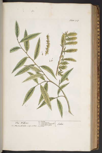Plate 327, from 