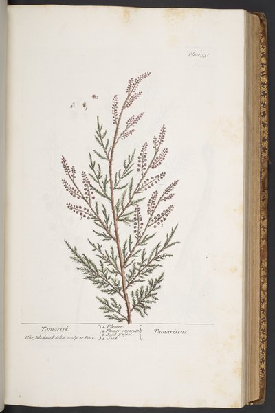 Plate 331, from 
