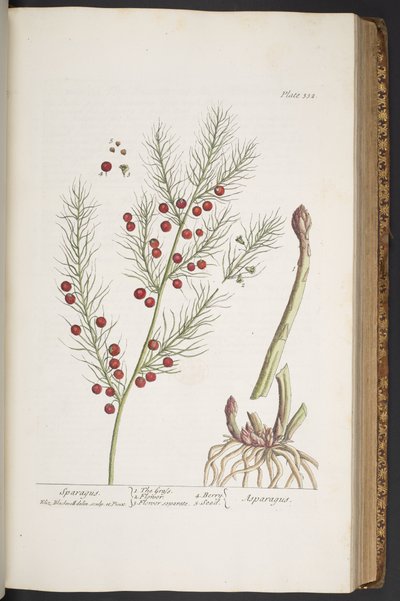 Plate 332, Sparagus, from 