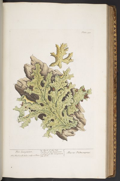 Plate 335, from 