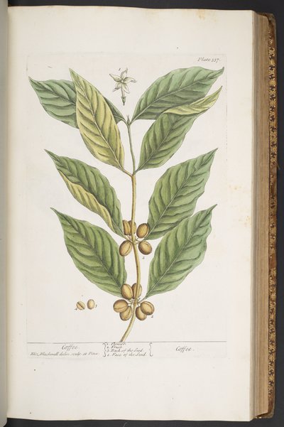 Plate 337, from 