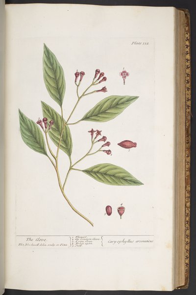 Plate 338, from 