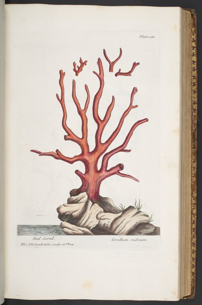 Plate 341, from 