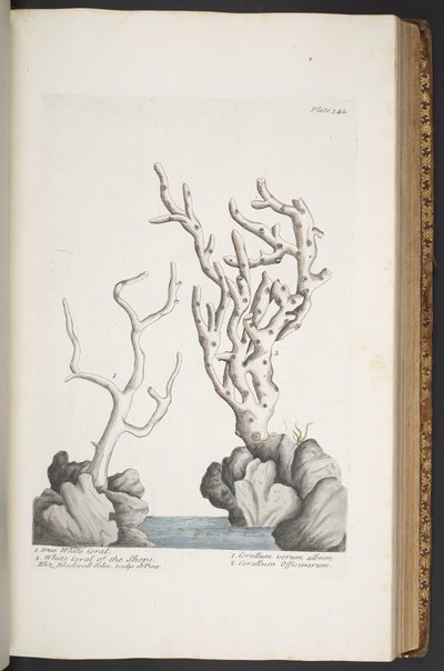 Plate 342, from 