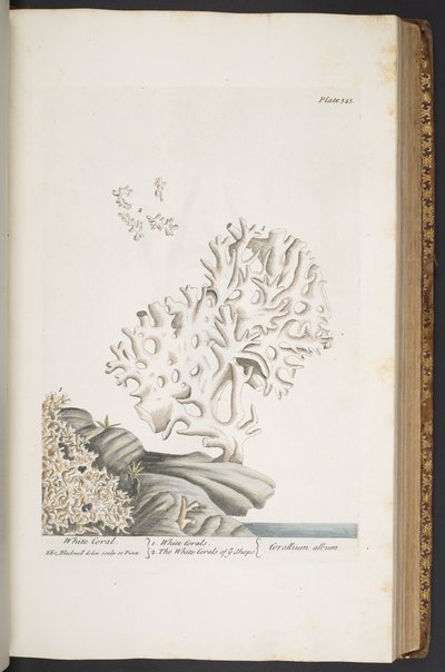Plate 343, from 