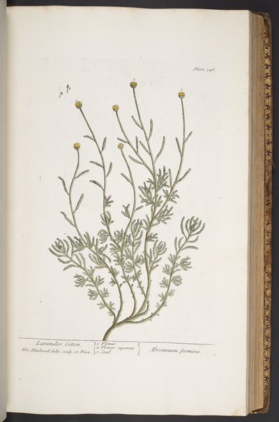 Plate 346, from 