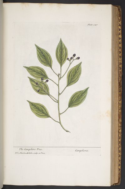 Plate 347, from 