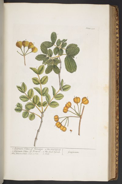 Plate 350, from 