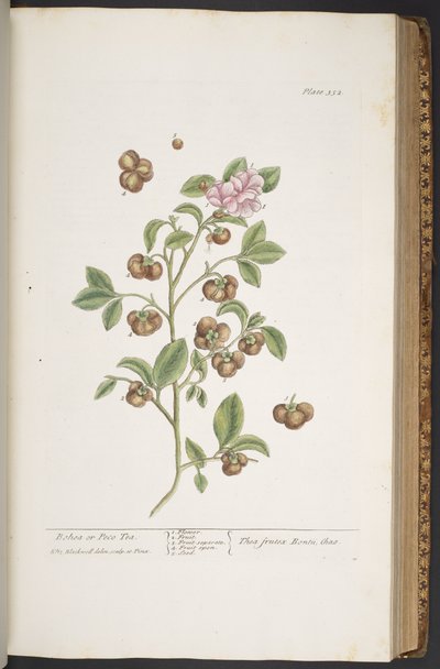 Plate 352, from 