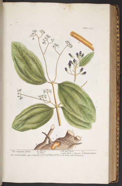 Plate 354, from 