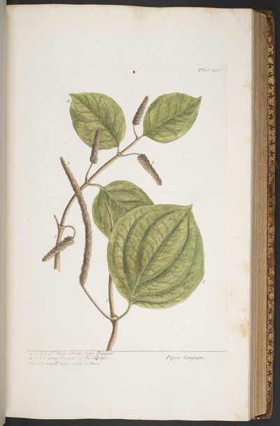 Plate 356, from 